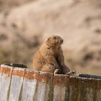 media gallery image 2