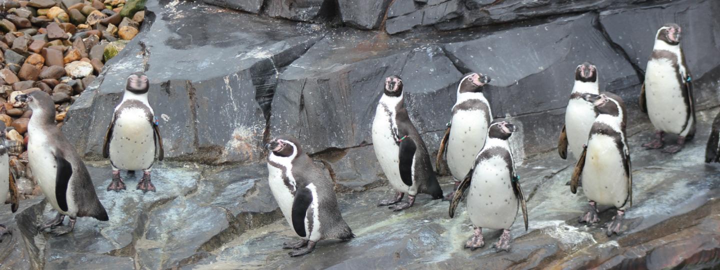 Pinguïnpresentatie
