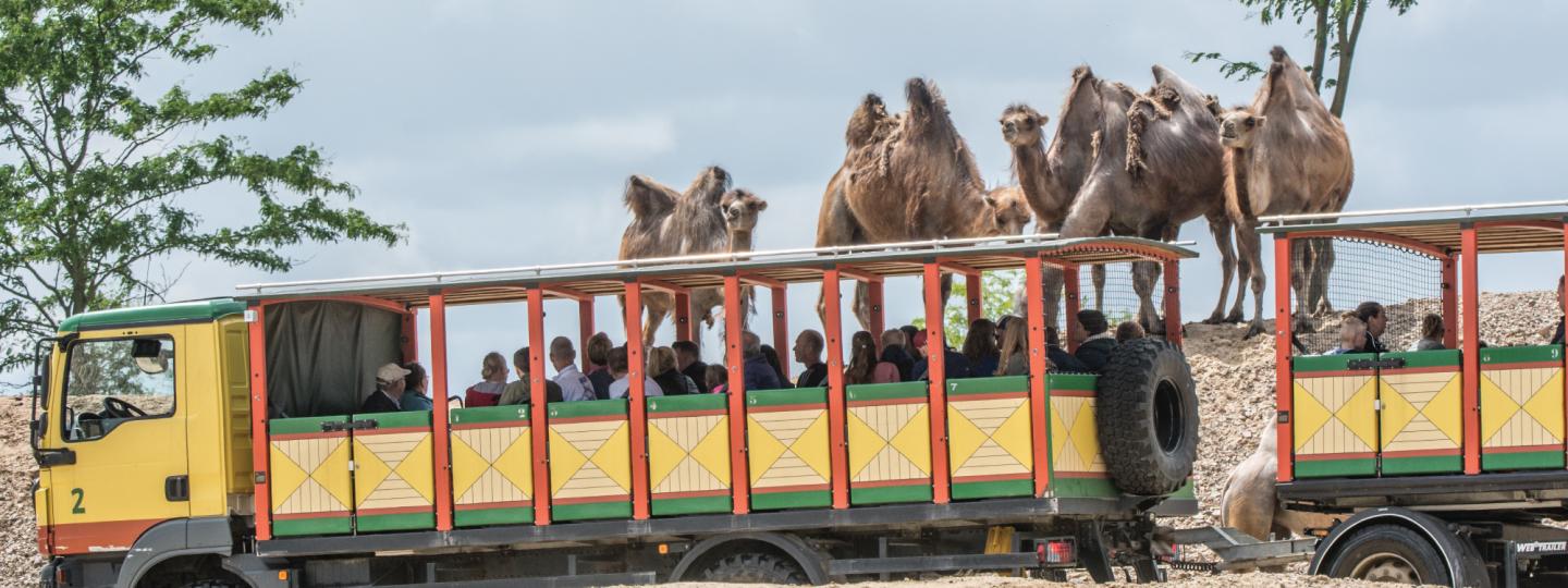 Serenga Safari 